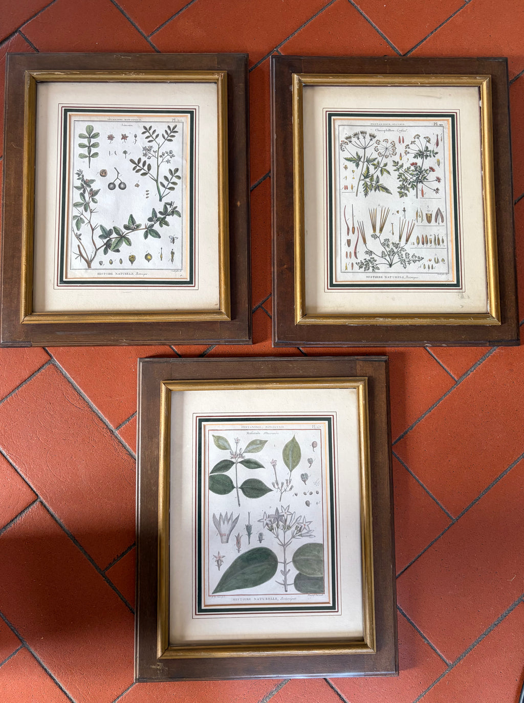 Estampes botaniques
