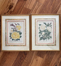 Deux gravures encadrées "Rose: Madame Joseph Combet" et "Rose thé: Sunset"