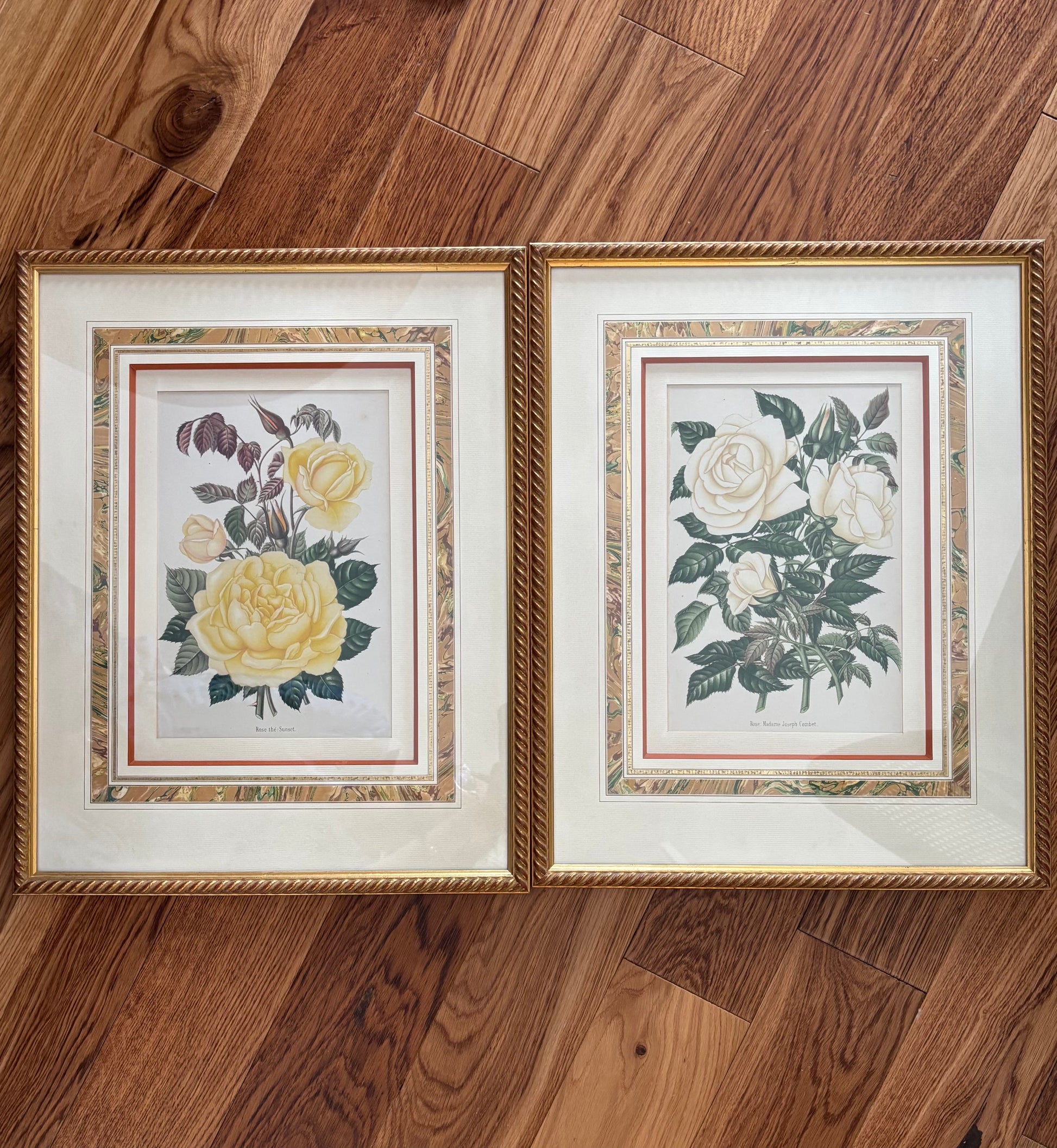 Deux gravures encadrées "Rose: Madame Joseph Combet" et "Rose thé: Sunset"