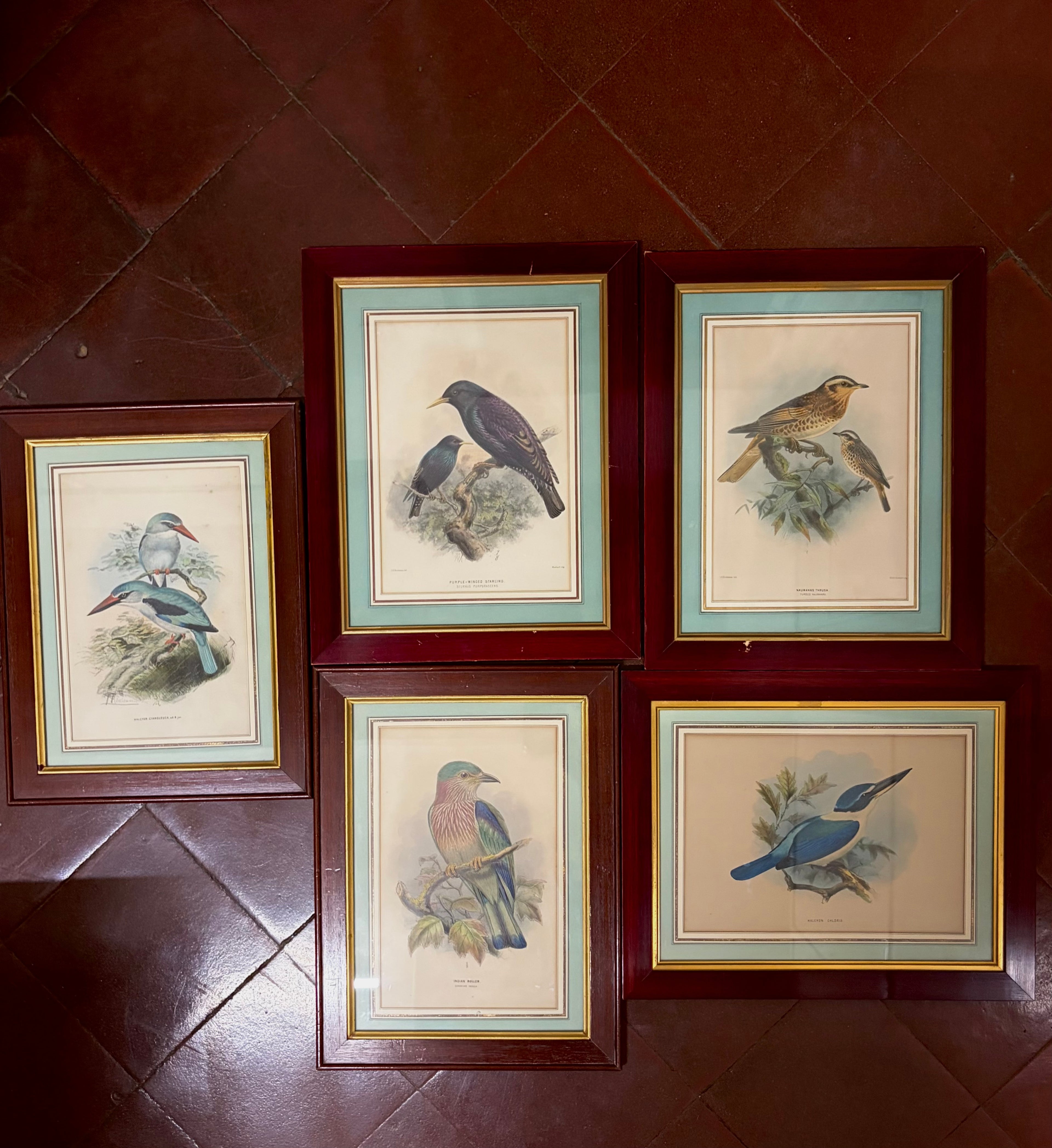 Cinq gravures en couleurs sur le thème des oiseaux