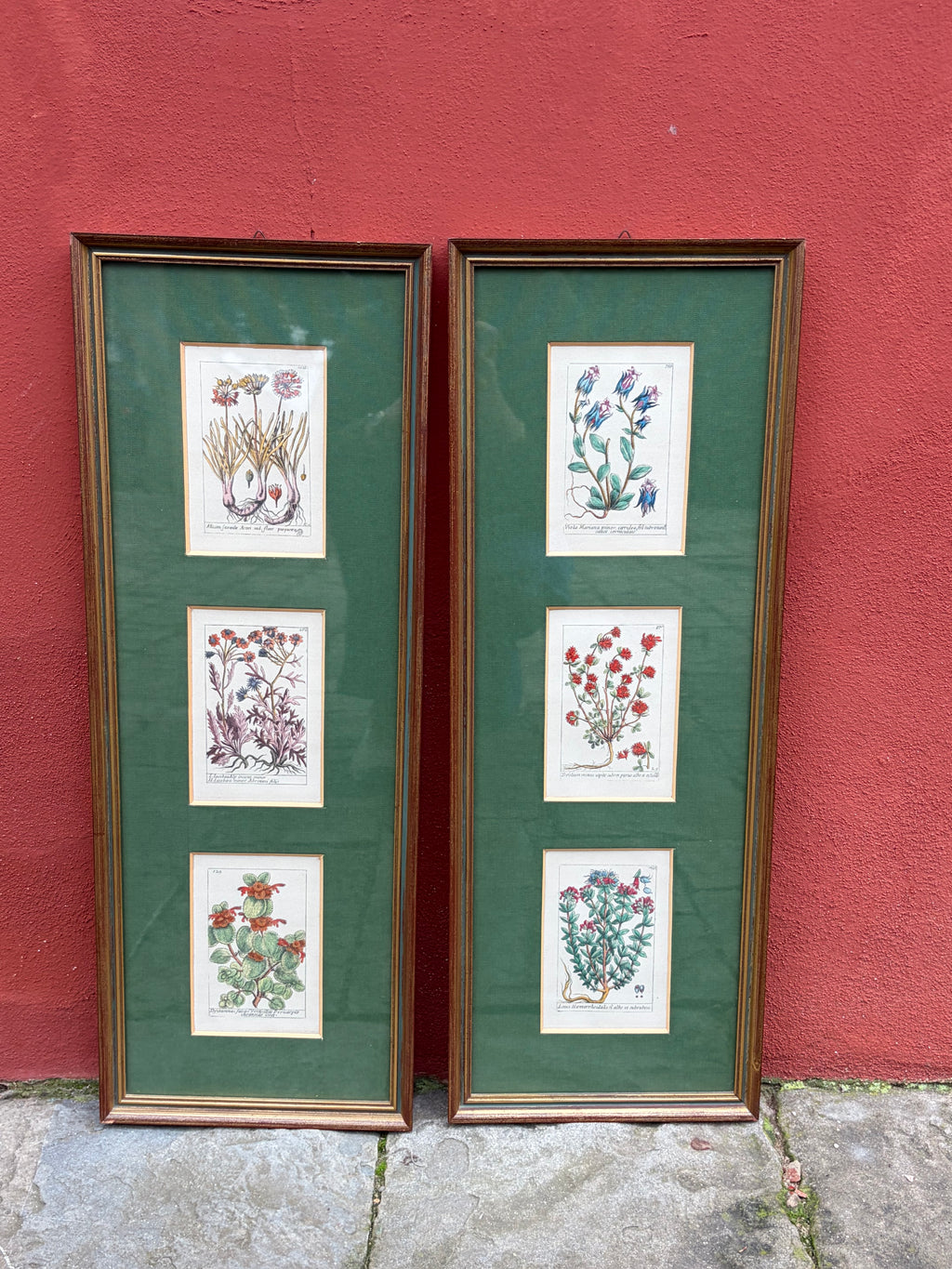 Gravures botaniques