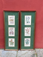 Gravures botaniques