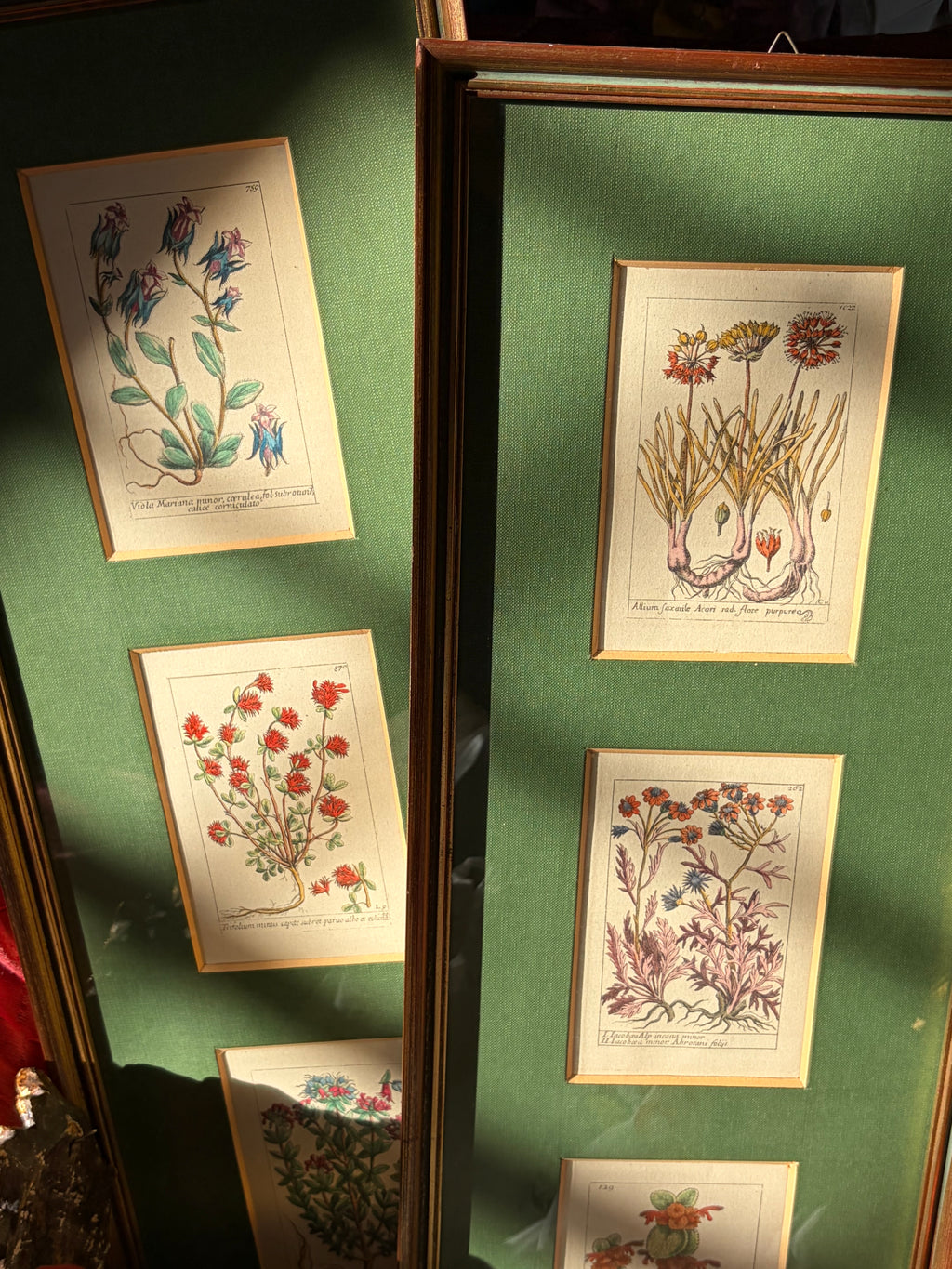 Gravures botaniques