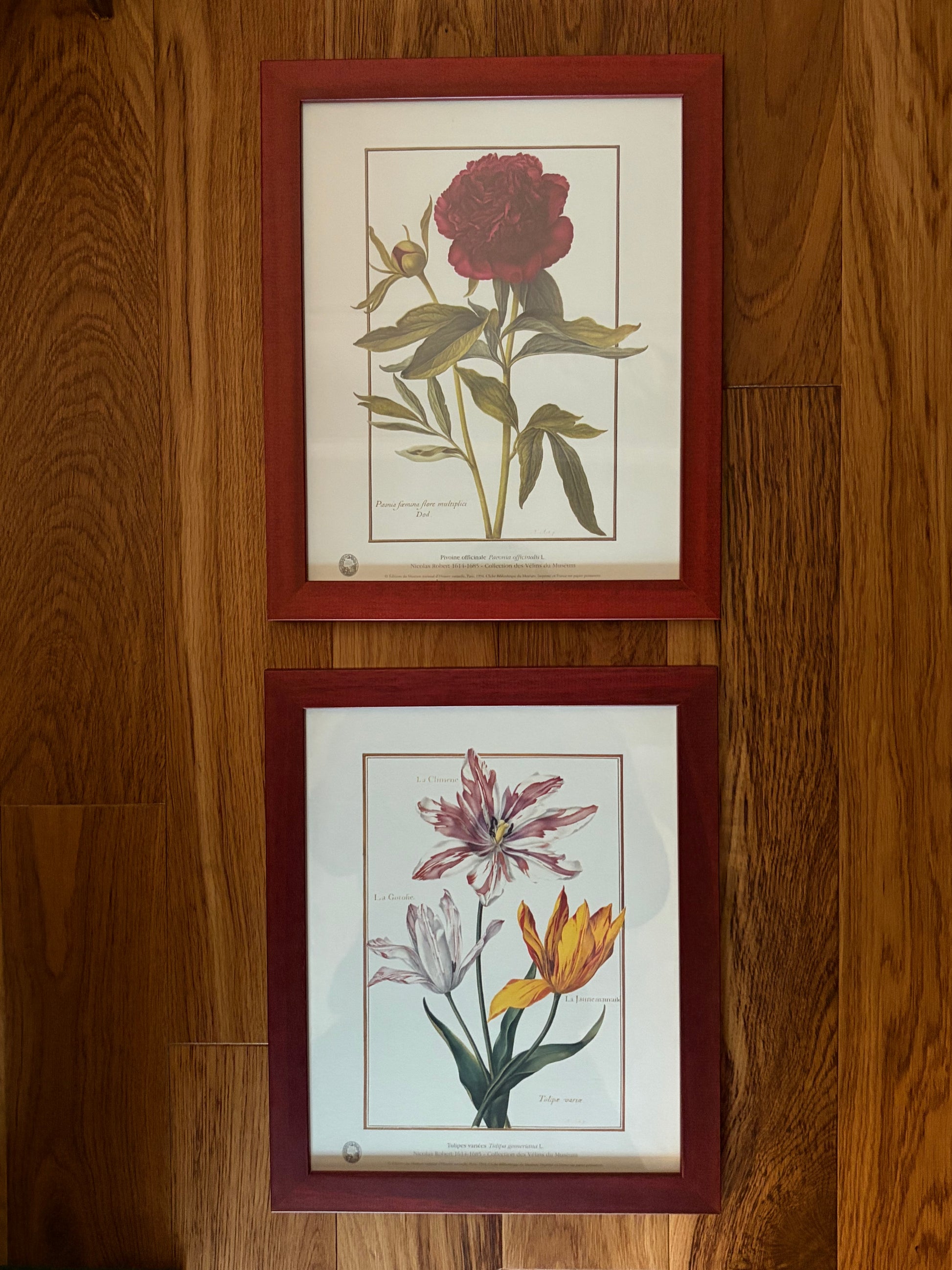 Paire d'estampes botaniques