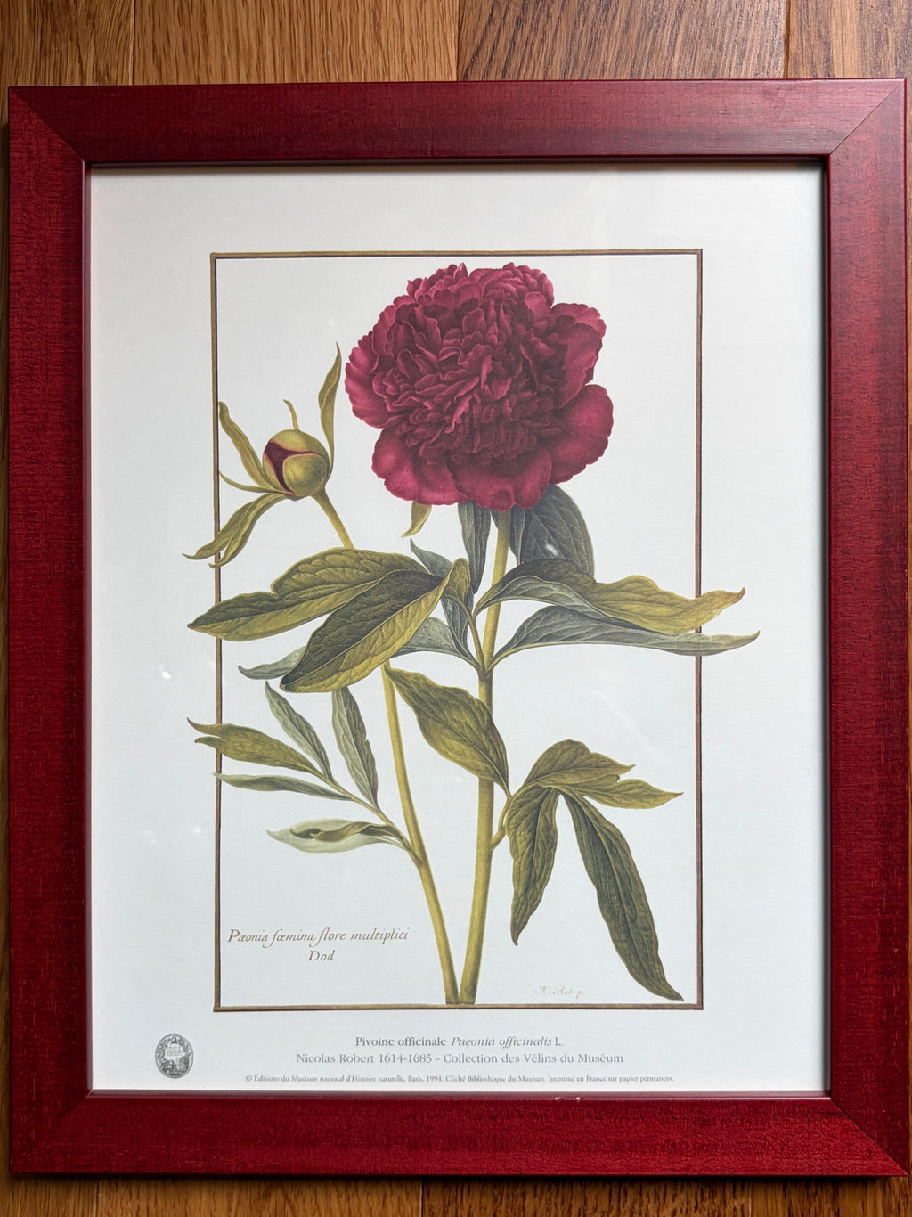 Paire d'estampes botaniques